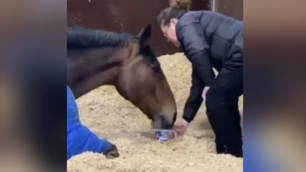 El equino que la rompe en redes sociales (Foto/Captura de video).