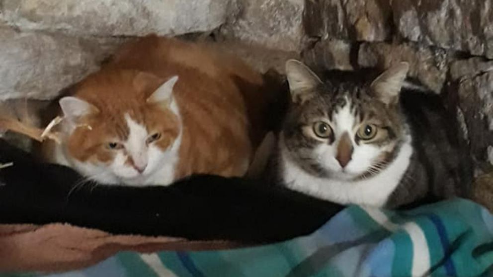 El dato infalible para reconocer cuando un gato tiene fr�o, �c�mo se lo puede cuidar?