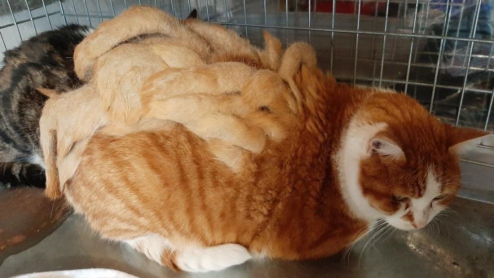 El gato tenía rastas por su falta de asedio
