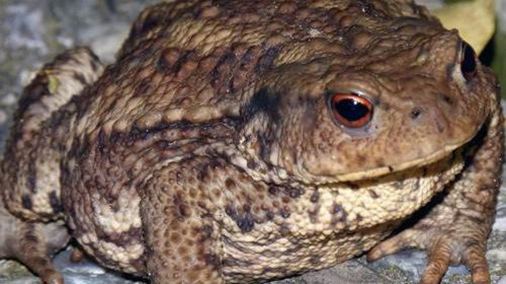 El sapo generó un gran susto entre los vecinos, pesa más de 2 kilos. (Imagen ilustrativa)