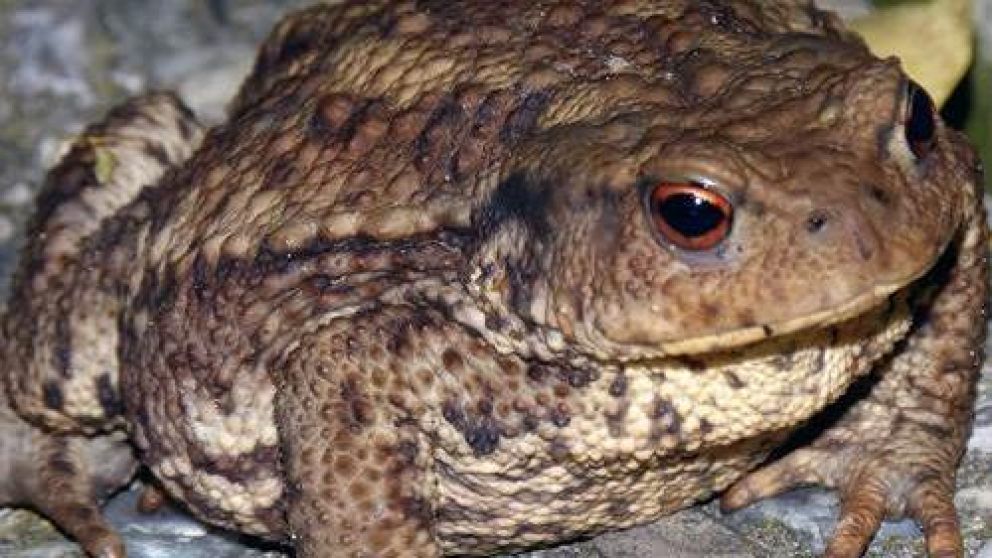 El sapo generó un gran susto entre los vecinos, pesa más de 2 kilos. (Imagen ilustrativa)