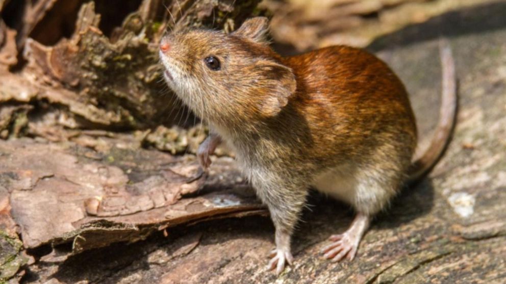 Las invasiones de los ratones colilargos ya se han producido cíclicamente en otros años.