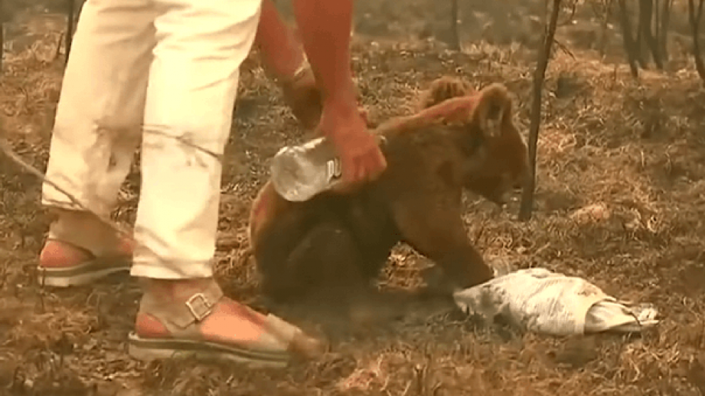 La mujer rescató al koala y le roció con agua el pelo (captura video).
