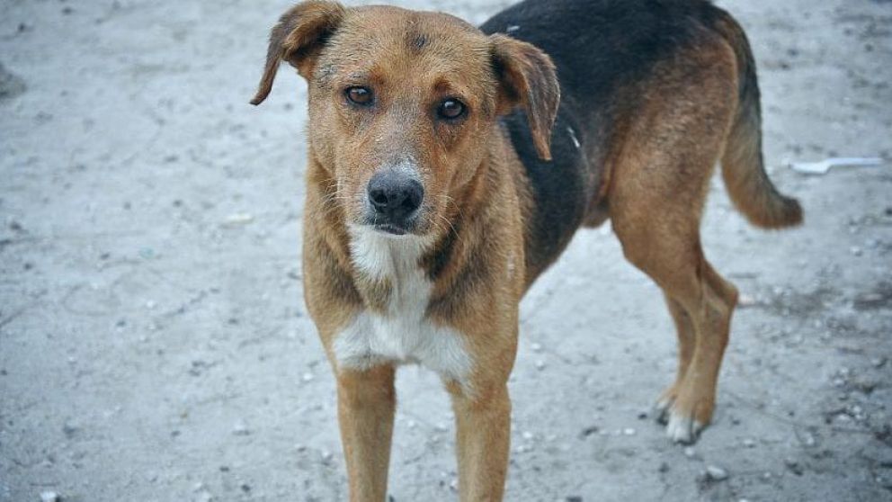 La recuperación de Teddy, el "perro podrido", emocionó a todos (Imagen ilustrativa)