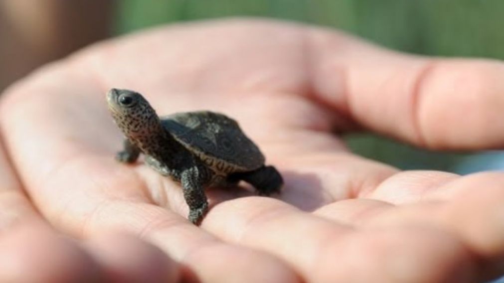 Encuentran una tortuga bebé con dos cabezas (Imagen ilustrativa)