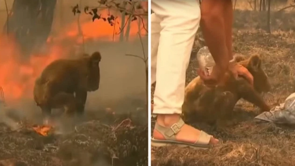El koala fue rescatado heroicamente por una mujer de un incedio en Australia. (Foto ilustrativa)
