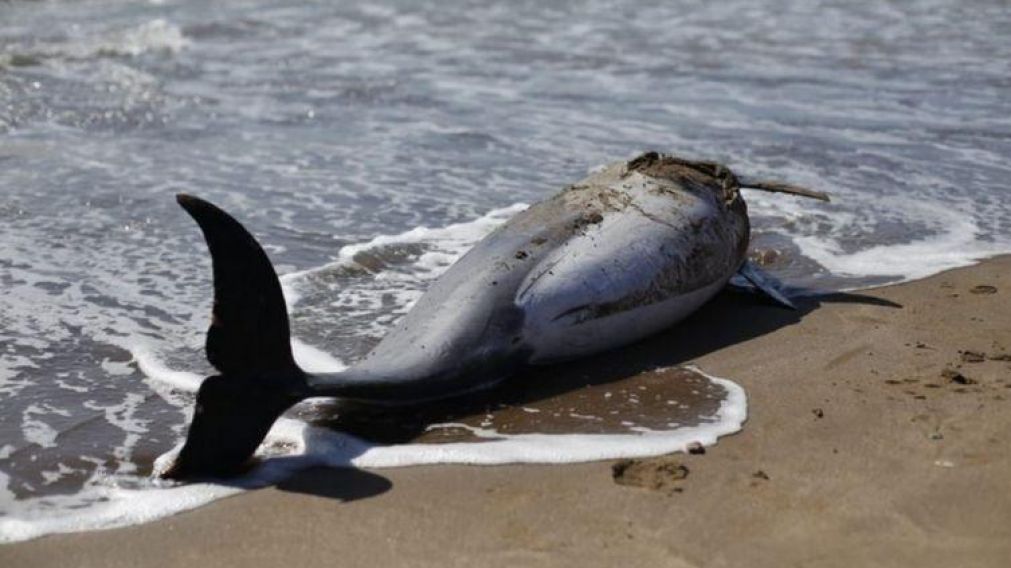 Especialistas recolectaron pruebas para saber que origin� la muerte del animal.  