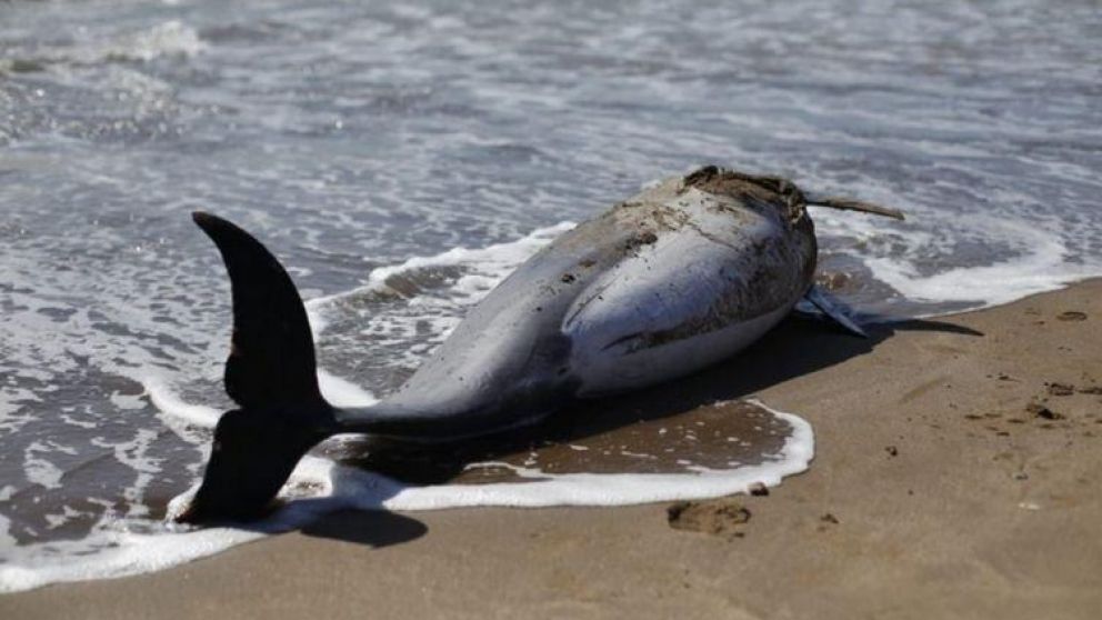 Especialistas recolectaron pruebas para saber que originó la muerte del animal.