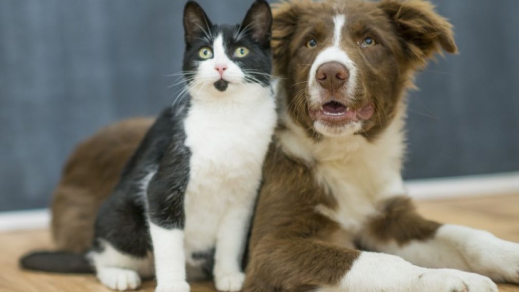Mantener un gato y un perro sale caro (Imagen ilustrativa).