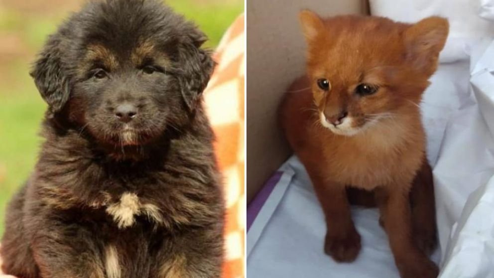 El can y el felino en cuestión, que finalmente eran otras "mascotas".