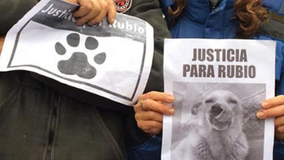 Hay avances en la causa del "pichicho".