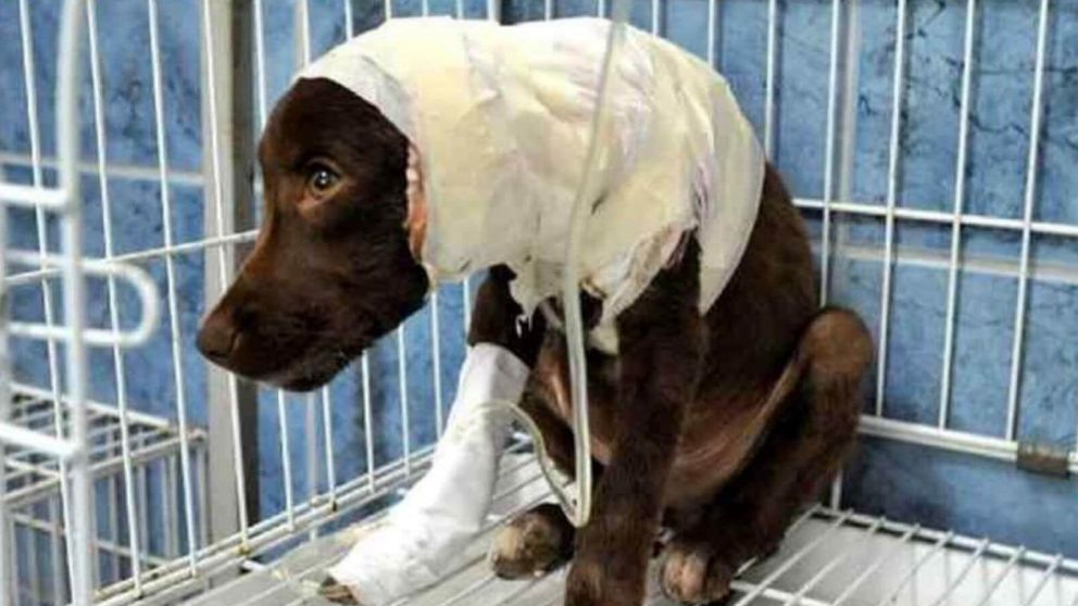 Uno de los casos más recordados de maltrato fue el de Chocolate.