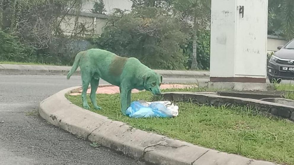 El can estaba comiendo de la basura cuando fue fotografiado.