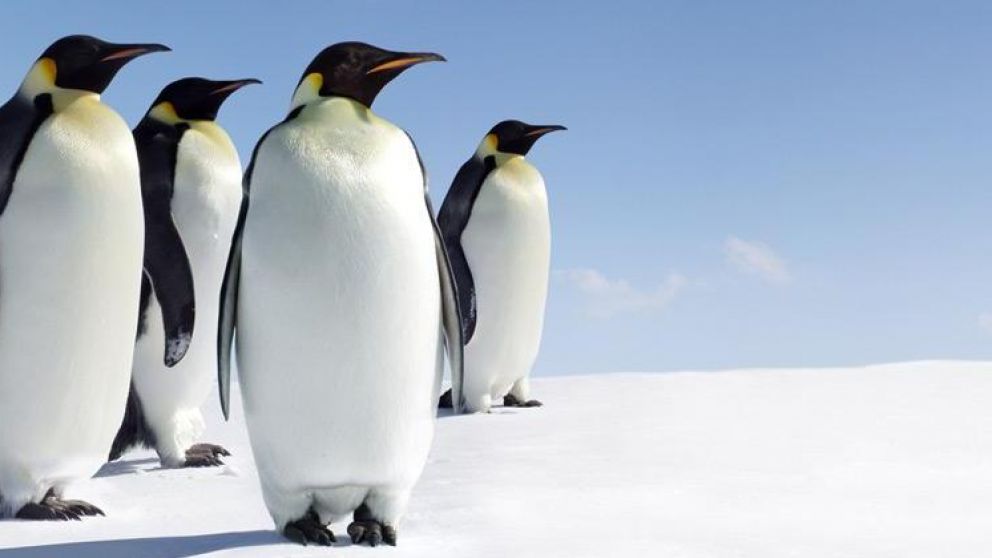 El sorprende hallazgo de pingüinos gigantes se dio en la Antártida. (Imagen ilustrativa)
