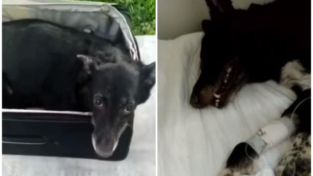 Clarita fue hallada en una valija y tuvo que ser internada (Captura).