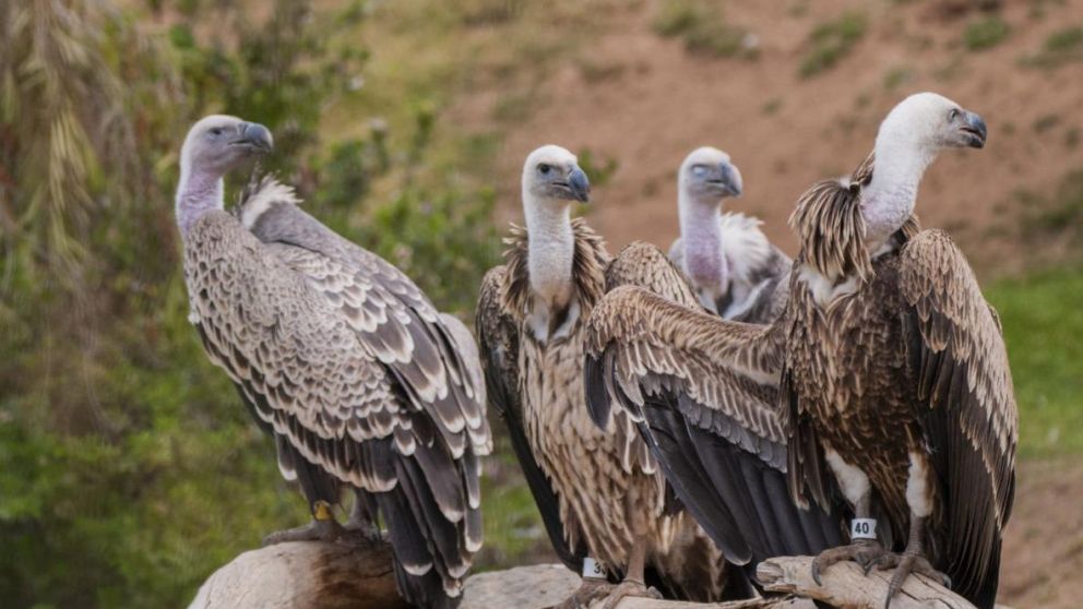 El cuerpo de Charles Levin apareció “parcialmente comido por buitres”.