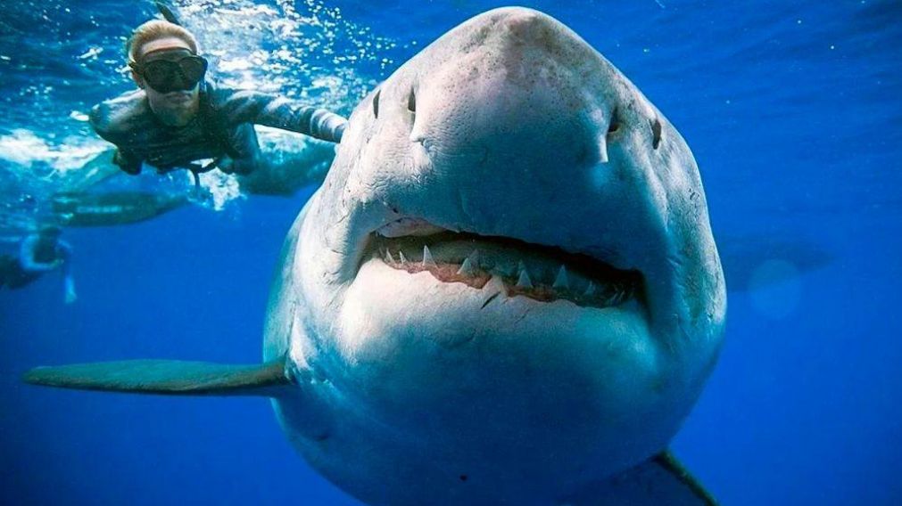 Un buzo se anim� a fotografiar animales acu�ticos y se llev� el susto de su vida.