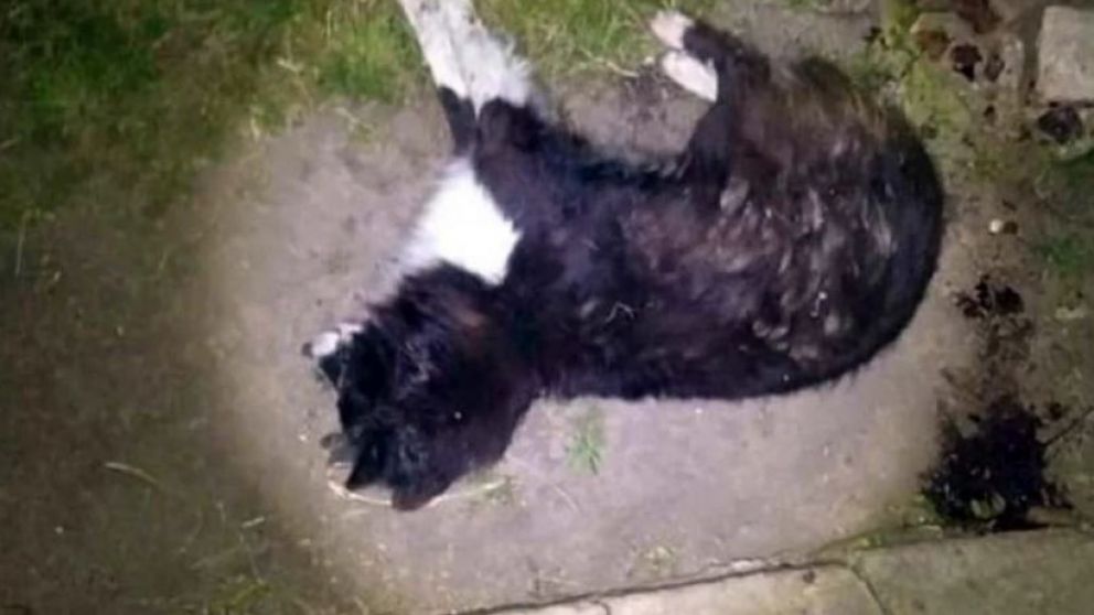 "Malevo" lucha por su vida.