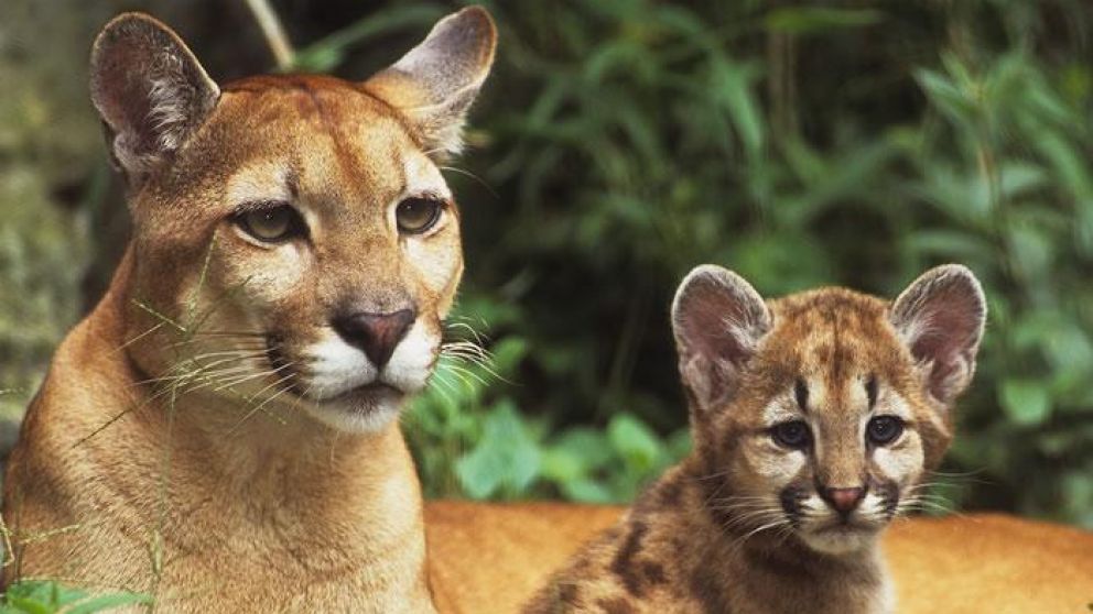 Vio a dos pumas y se desmayó. (Imagen Ilustrativa)