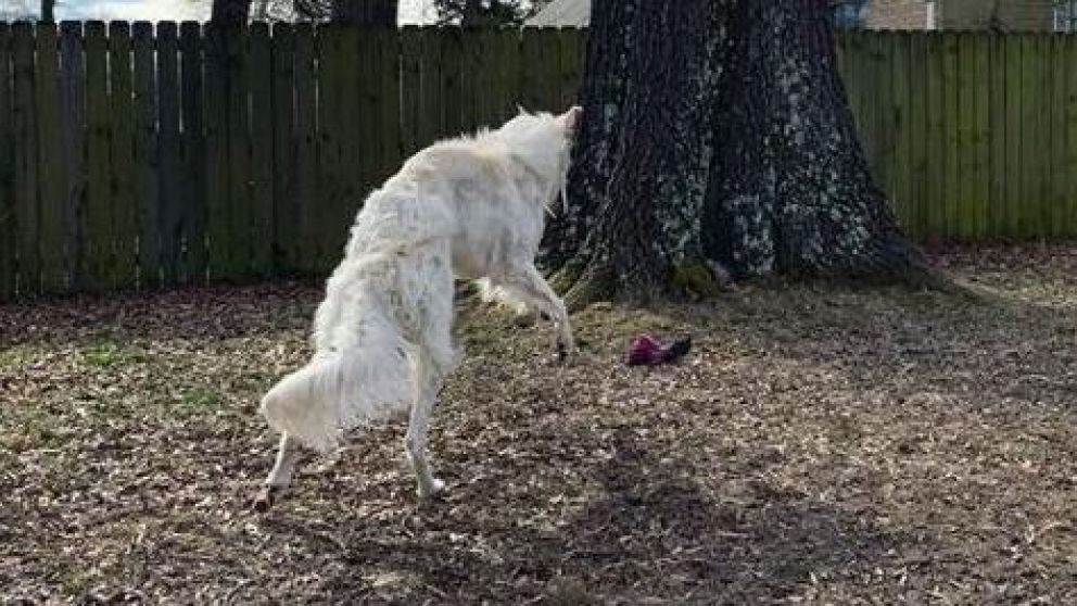 El perrito ya tiene m�s de 109 mil seguidores en Instagram.