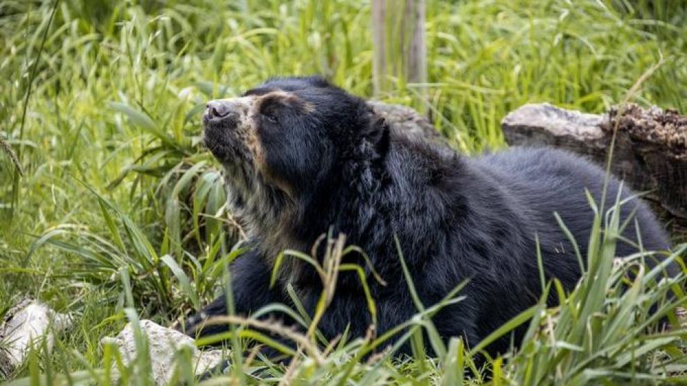 Los osos ya están en un santuario en Estados Unidos.