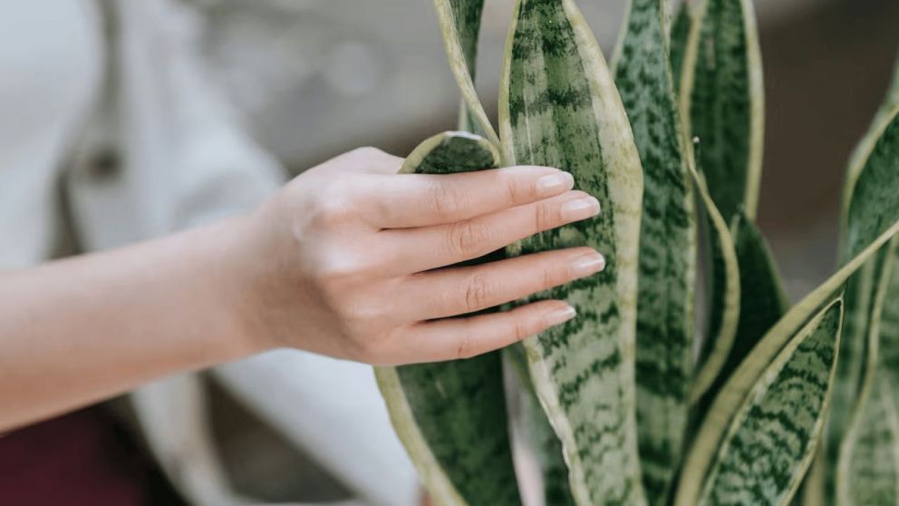 Lengua de suegra: el truco para mantenerla fuerte y en buen estado.