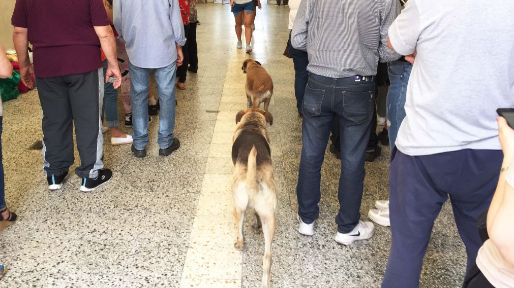 Esta pareja canina dio el presente en los comicios. (Carlos Ventura/Diario Cr�nica)
