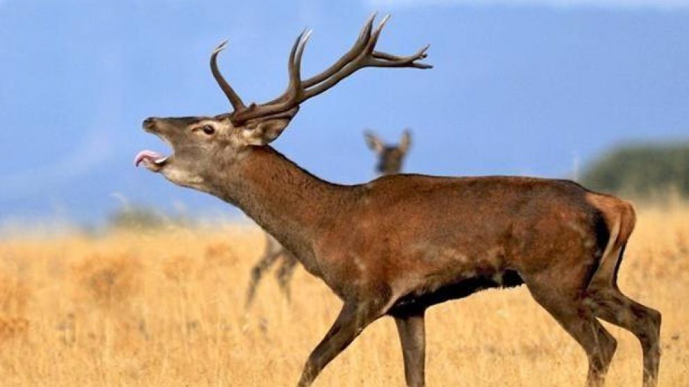 El ataque le produjo al cazador varias heridas. (Imagen Ilustrativa)