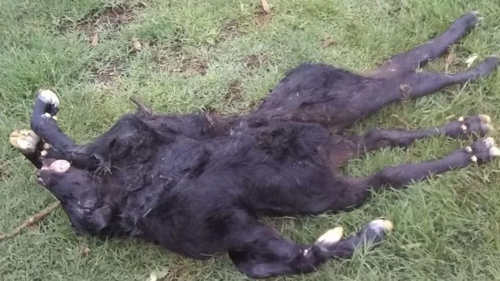 Este tipo de nacimientos con deformaciones se da en un 0.05% de los casos.