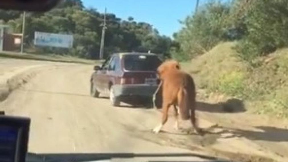 El video indigna a la opinión pública de Villa Gesell (Captura/Video).