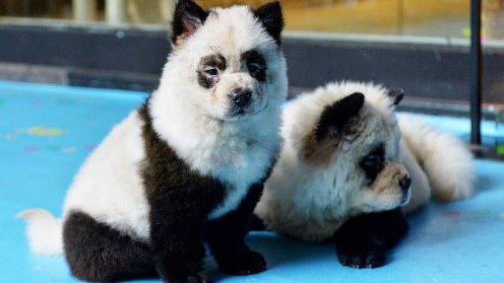 Estos son los "perros-panda" chinos. (Twitter).