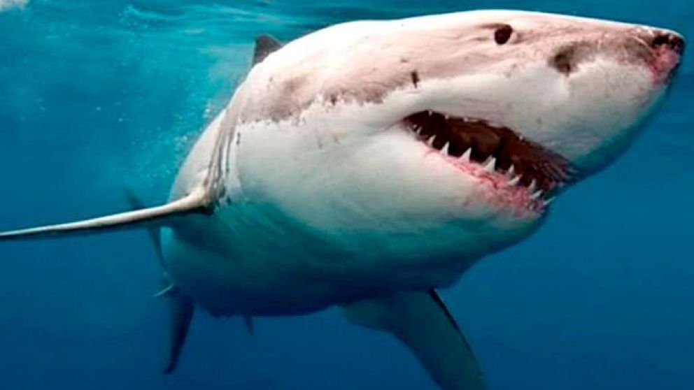 El tiburón fue mordido por otro animal de mayor tamaño.