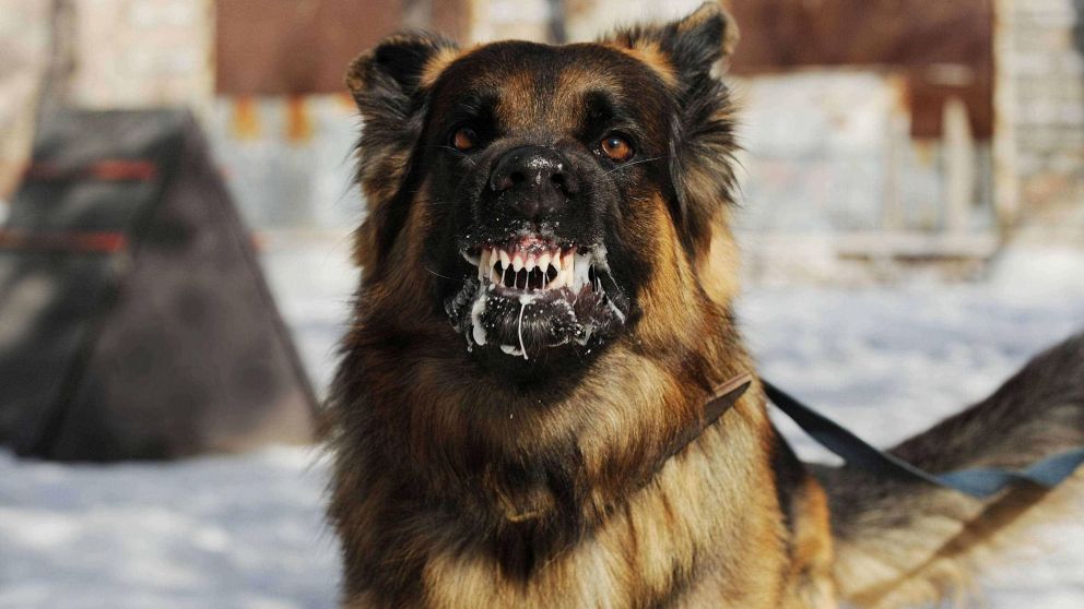 Perros y rabia: Prevenciones que no deben faltar.