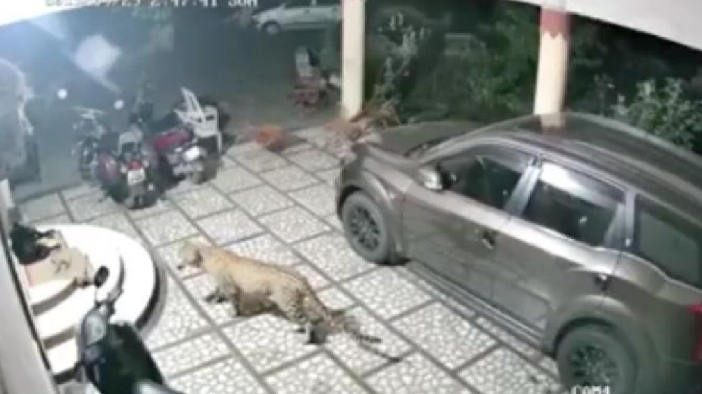 Feroz ataque de un Leopardo a perro que dormía a las afueras de una casa (Captura de video)
