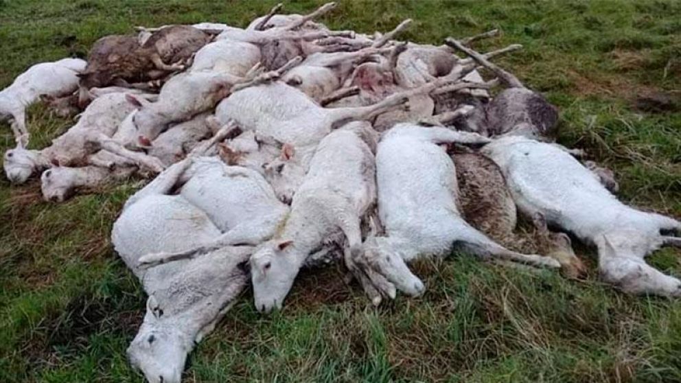 Importante pérdida en Corrientes. (Gentileza El Once).