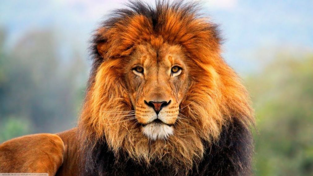 Un león sonríe luego de "ahuyentar" a un fotógrafo (Imagen Ilustrativa)