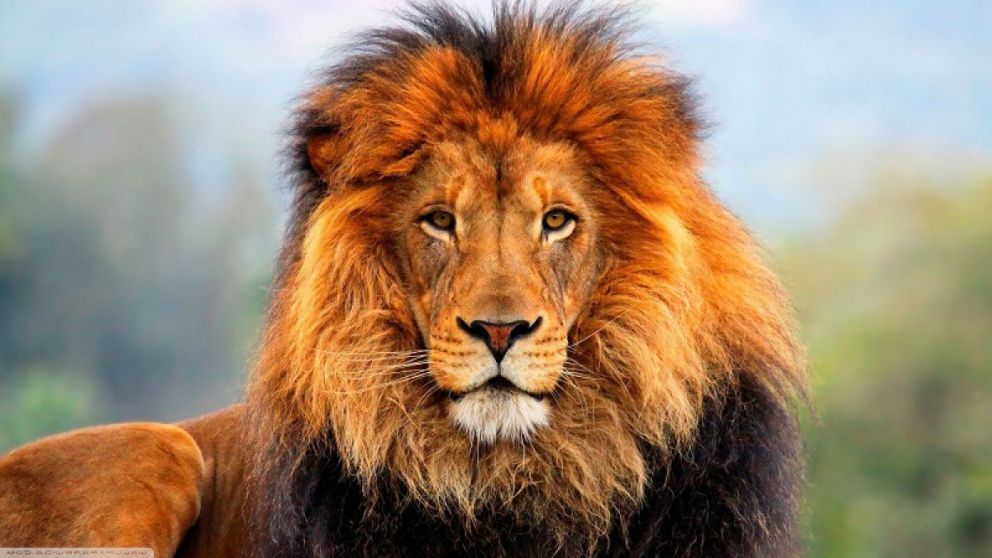 Un león sonríe luego de "ahuyentar" a un fotógrafo (Imagen Ilustrativa)