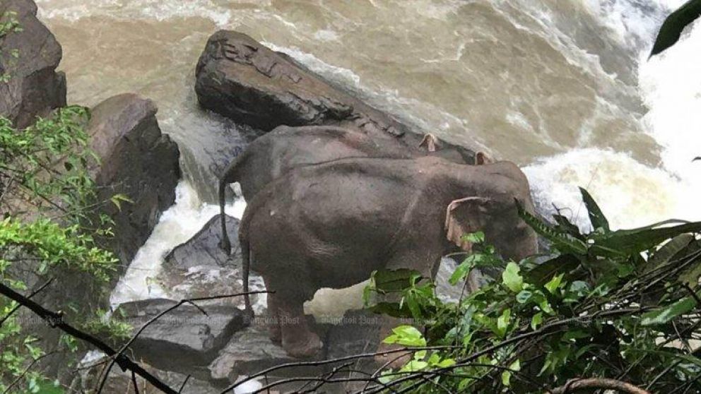 Unos 3.000 elefantes viven en los bosques de Tailandia amenazados por la deforestación (Gentileza: The Bangkok Post).