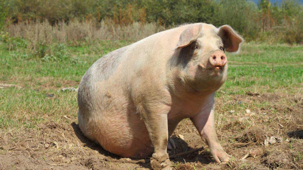 Miles de cerdos fueron sacrificados en China como medida de precaución por la peste porcina (Foto ilustrativa).