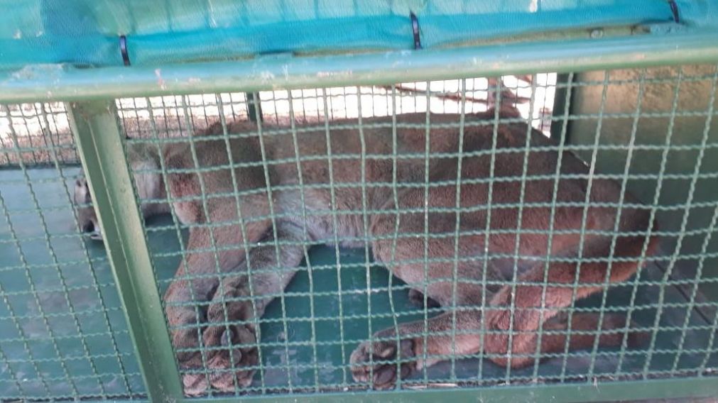 Un especialista le efectuó tres disparos con dardos tranquilizantes.