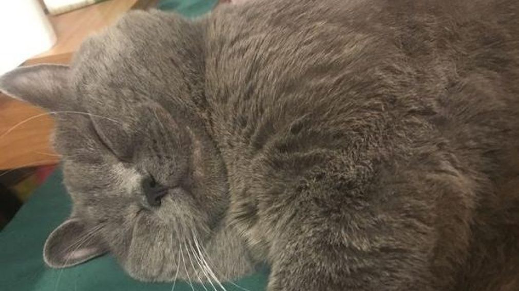 Así quedó el felino.