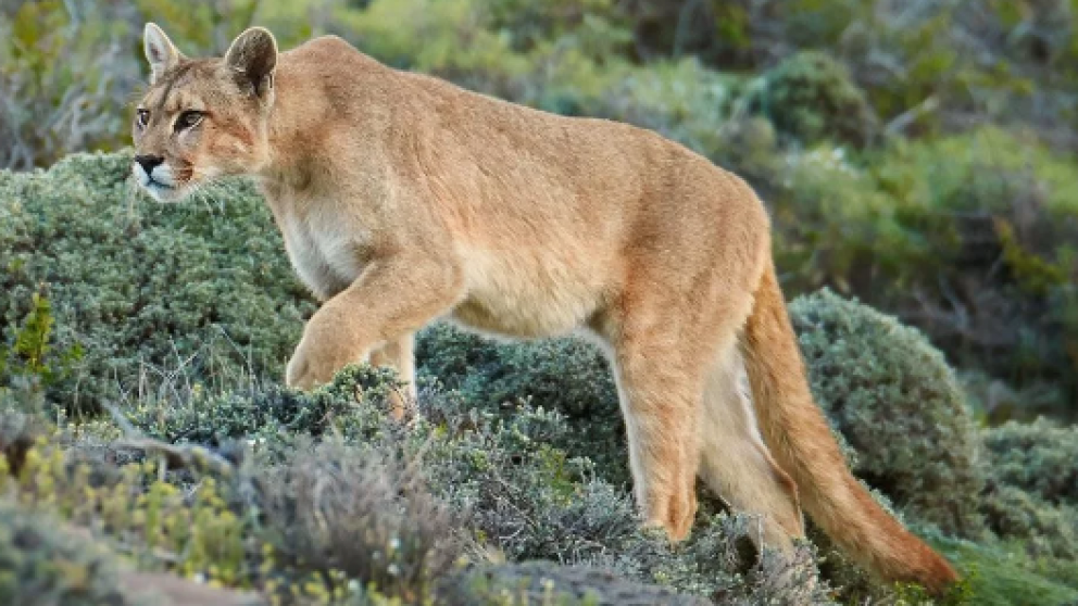 El felino rescatado es una hembra, y se encuentra en buen estado de salud.