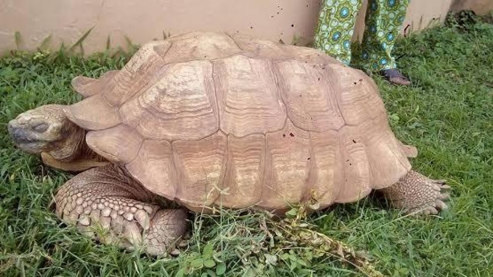 Alagba era la tortuga más vieja de África. (Archivo).
