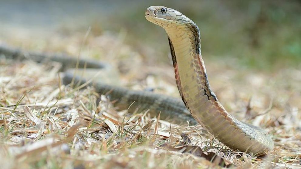 El sujeto la domina por completo con un solo movimiento (Foto ilustrativa).