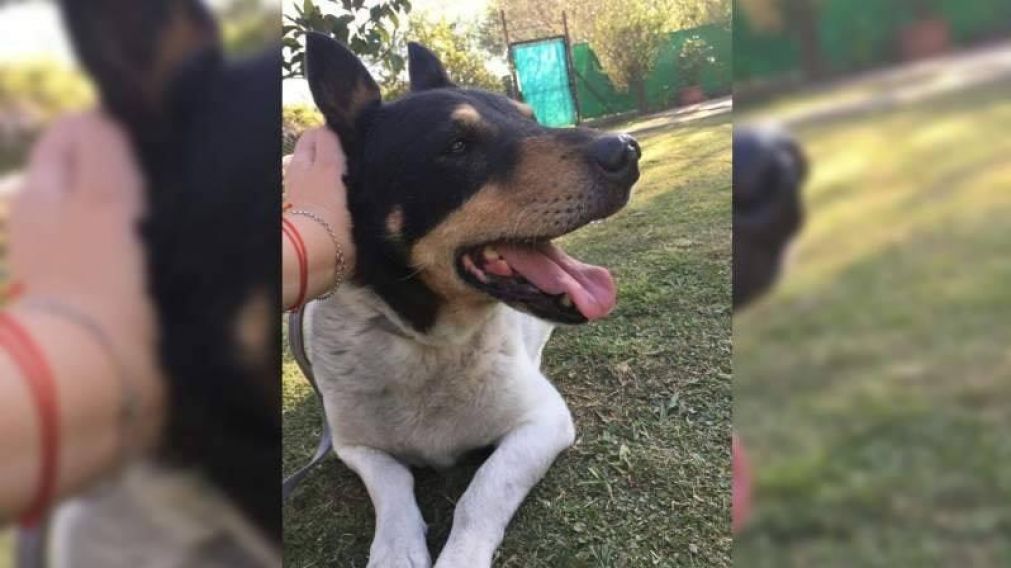 El perrito protagonista de la historia.