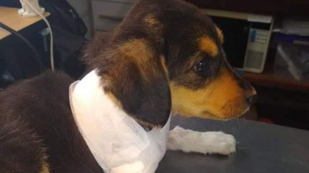 Angelita, la indefensa víctima.