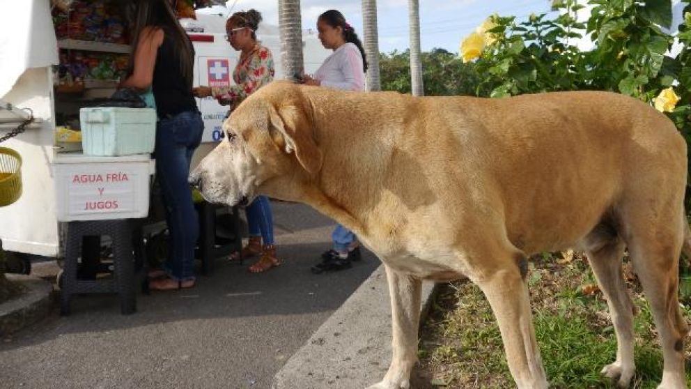 El perro tiene 15 años visita un hospital en busca de su dueño muerto