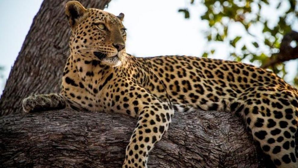 ¿Dónde está el leopardo?: el viral que vuelve locos a todos.