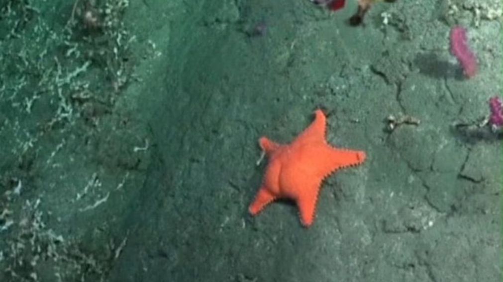 La nueva expedición del Conicet bajo el mar arrancará este martes pero en otra locación.