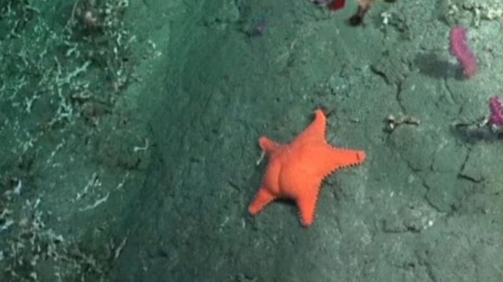 La nueva expedición del Conicet bajo el mar arrancará este martes pero en otra locación.